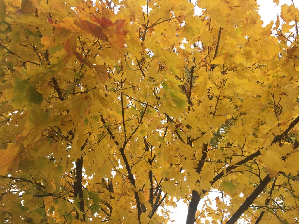 Giallo autunnale